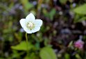 IMG_6137 – Kopio